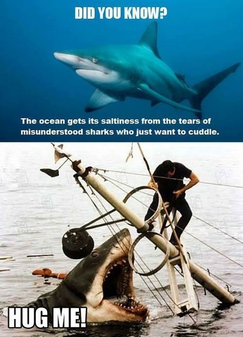 misunderstood sharks - Did You Know? The ocean gets its saltiness from the tears of misunderstood sharks who just want to cuddle. Hug Me!