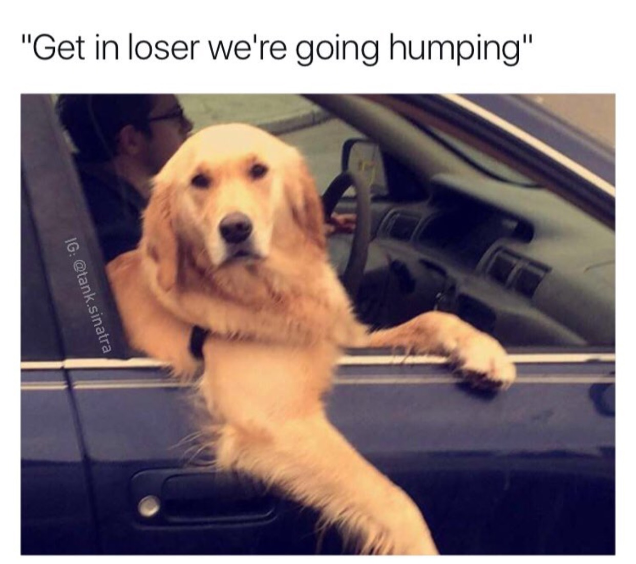 get in loser we re going humping - "Get in loser we're going humping" Ig .sinatra