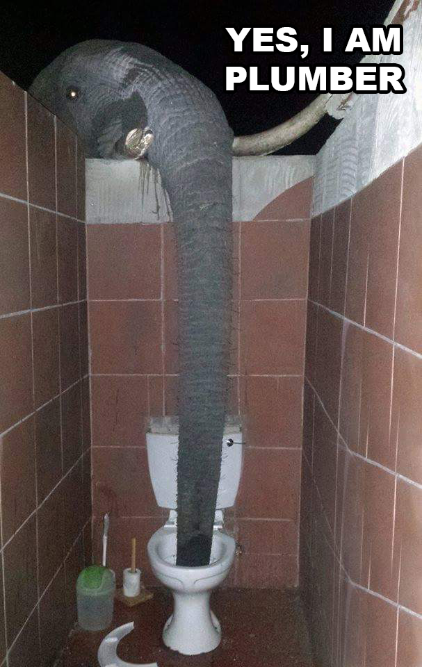 elephant toilet - Yes, I Am Plumber