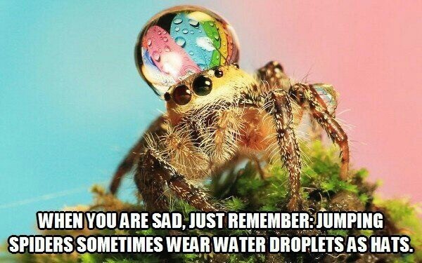 your kids hide your wife - When You Are Sad, Just Remember Jumping Spiders Sometimes Wearwater Dropletsas Hats.