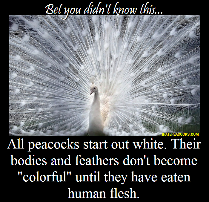 fun facts about peacocks - Bet you didn't know this... Hatepeacocks.Com All peacocks start out white. Their bodies and feathers don't become "colorful" until they have eaten human flesh.