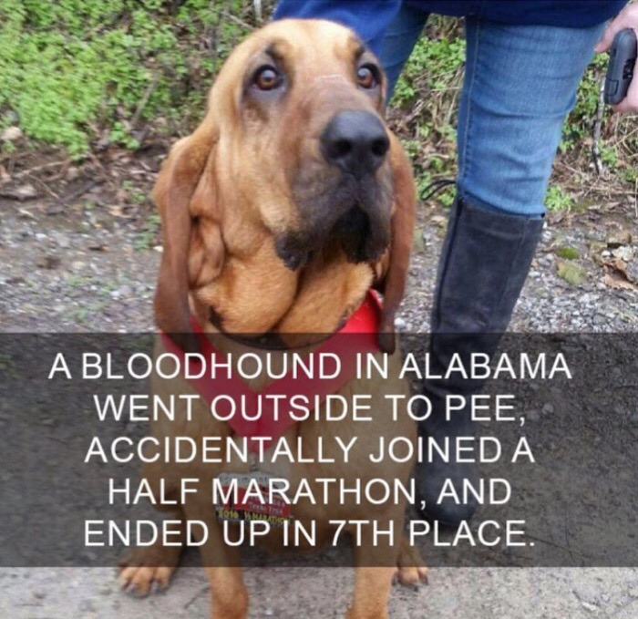 dog runs marathon - A Bloodhound In Alabama Went Outside To Pee, Accidentally Joined A Half Marathon, And Ended Up In 7TH Place.