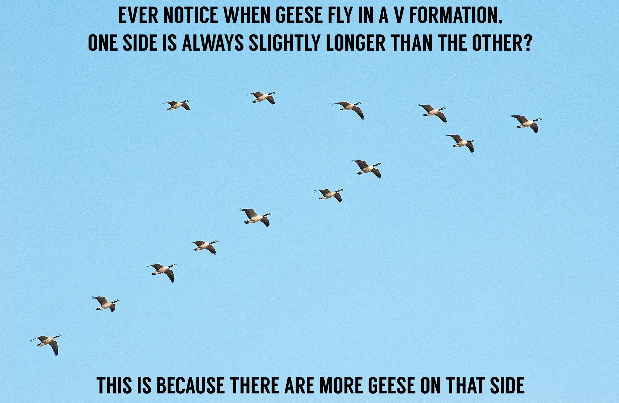 sky - Ever Notice When Geese Fly In A V Formation. One Side Is Always Slightly Longer Than The Other? This Is Because There Are More Geese On That Side
