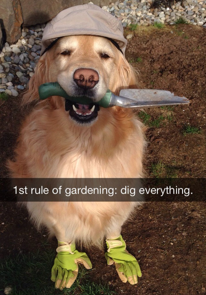 first rule of gardening dig everything - 1st rule of gardening dig everything.