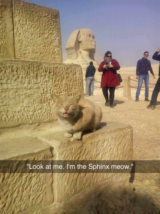 great sphinx of giza - "Look at me. I'm the Sphinx meow."