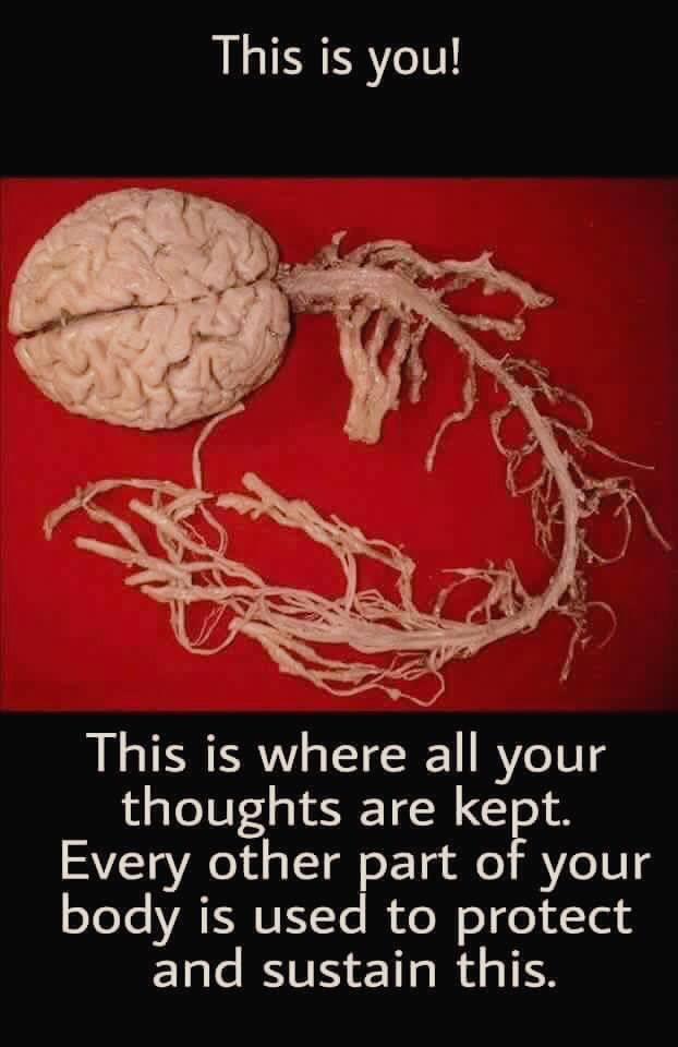 central nervous system real - This is you! This is where all your thoughts are kept. Every other part of your body is used to protect and sustain this.