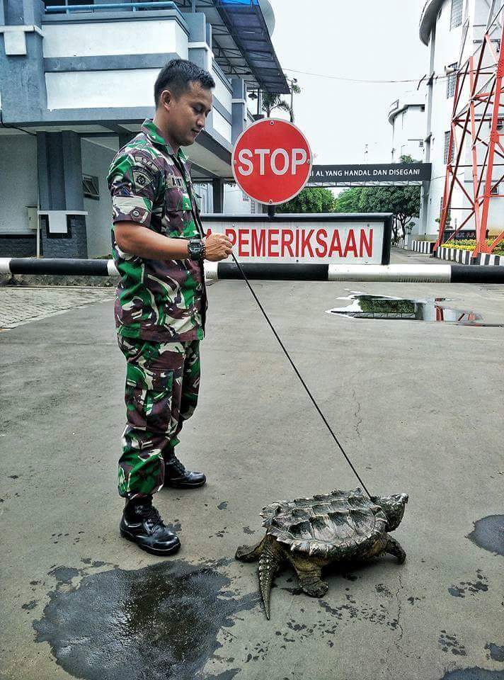 turtle guard dog