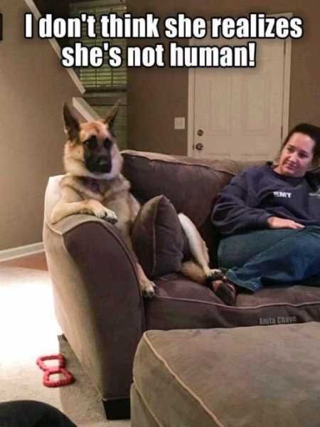dog chilling meme - I don't think she realizes she's not human! He