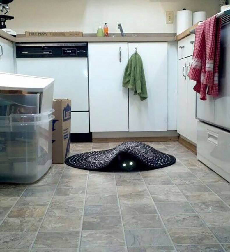 cat under rug with glowing eyes