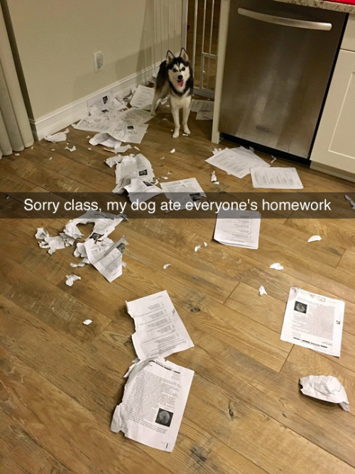 my dog ate everyone's homework - Sorry class, my dog ate everyone's homework