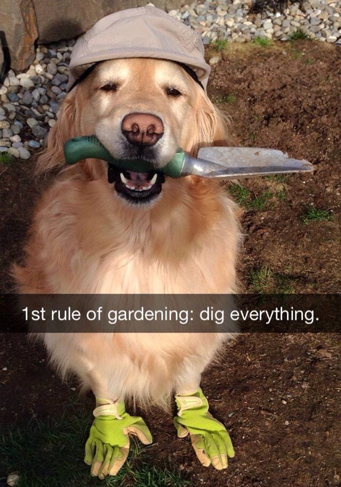 gardening funny - 1st rule of gardening dig everything.