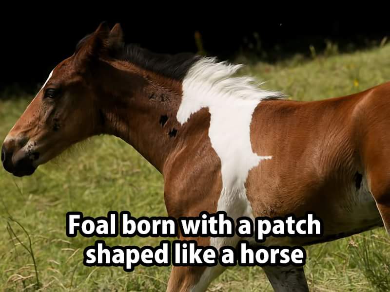 horse with a horse - Foal born with a patch shaped a horse