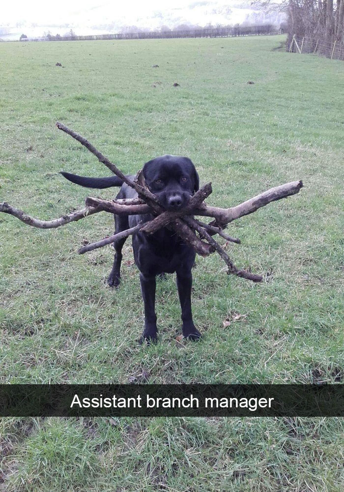 funny animal - Assistant branch manager