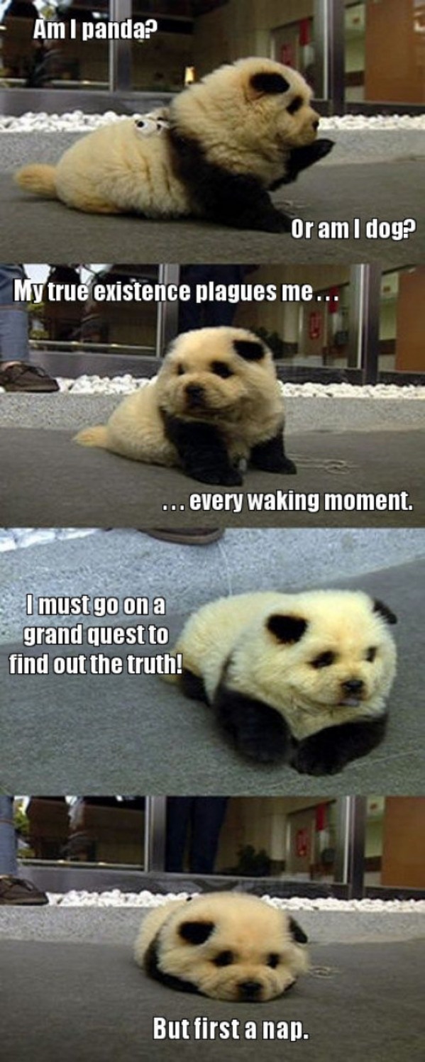 am i panda or am i dog - Am I panda? Or am I dog? My true existence plagues me... ... every waking moment. I must go on a grand quest to find out the truth! But first a nap.