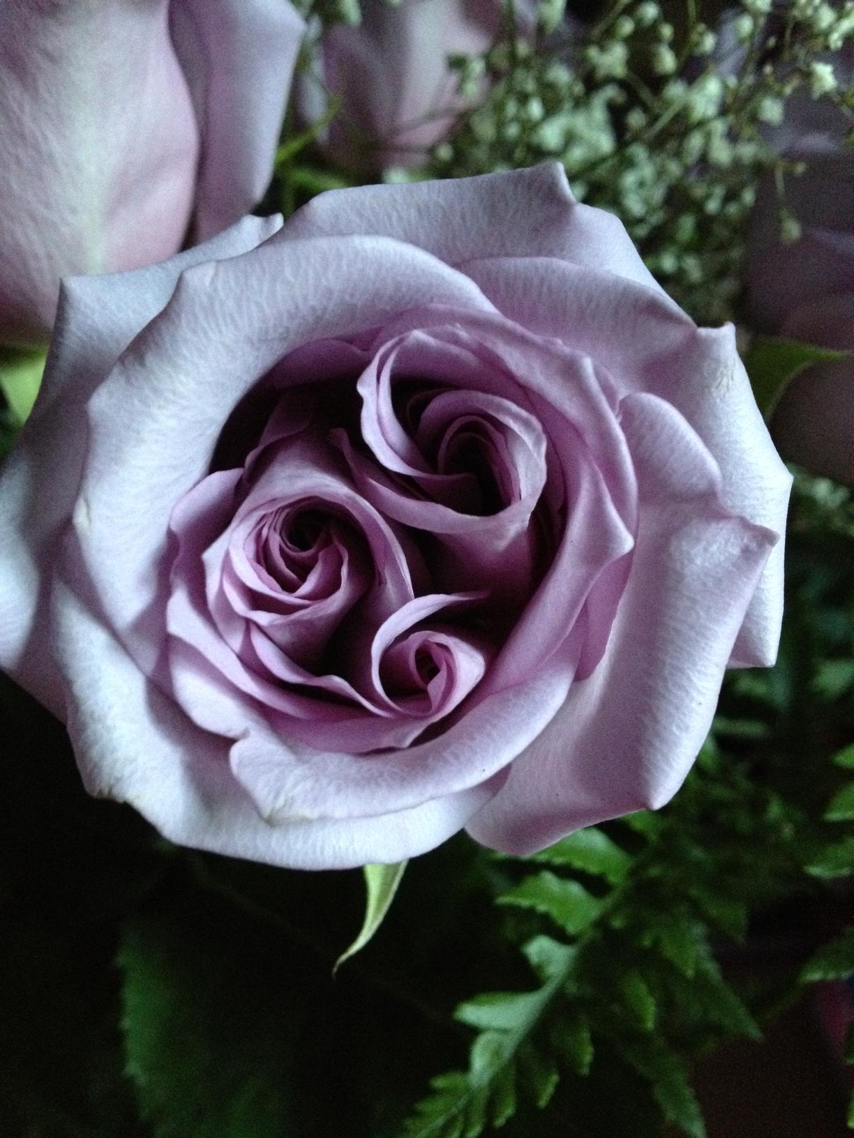 rose with three spirals