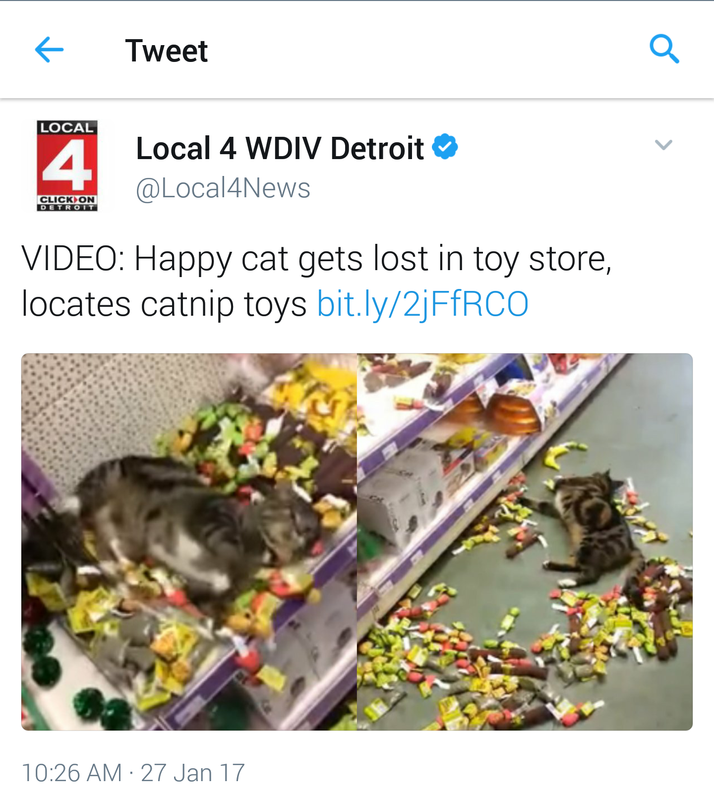 waste - Tweet Local Local 4 Wdiv Detroit Video Happy cat gets lost in toy store, locates catnip toys bit.ly2jFfRCO 27 Jan 17