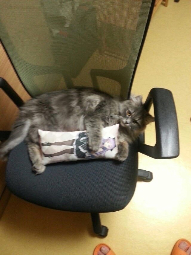 cat with waifu pillow
