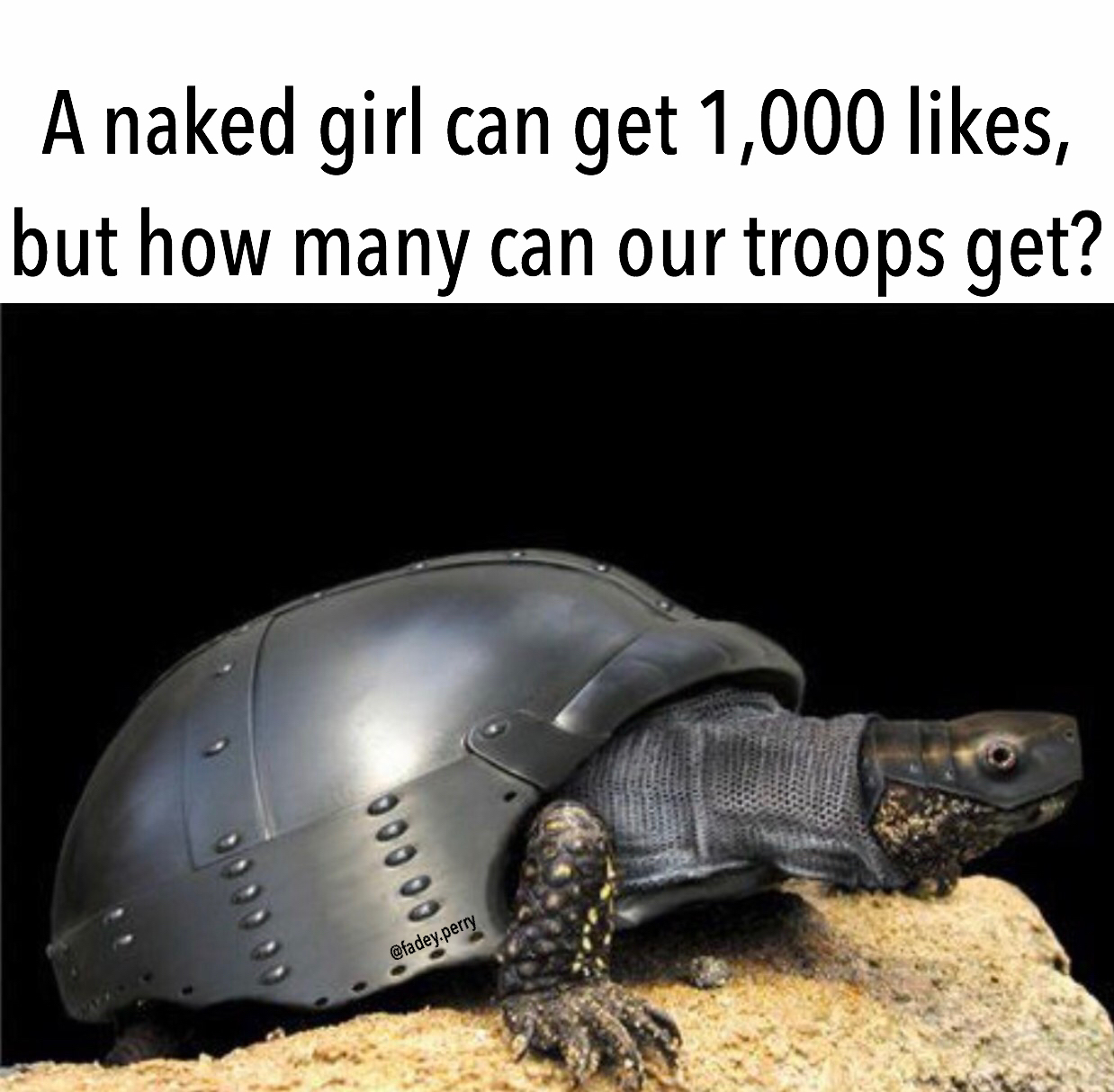 memes - animals with armor - A naked girl can get 1,000 , but how many can our troops get?
