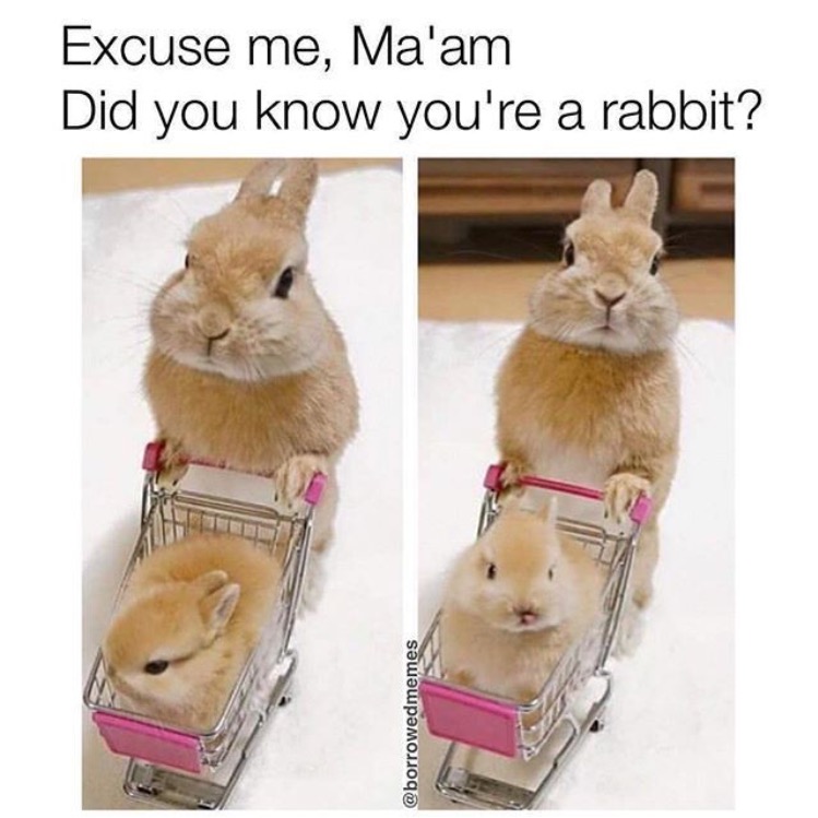 memes - cute fluffy baby bunny - Excuse me, Ma'am Did you know you're a rabbit?