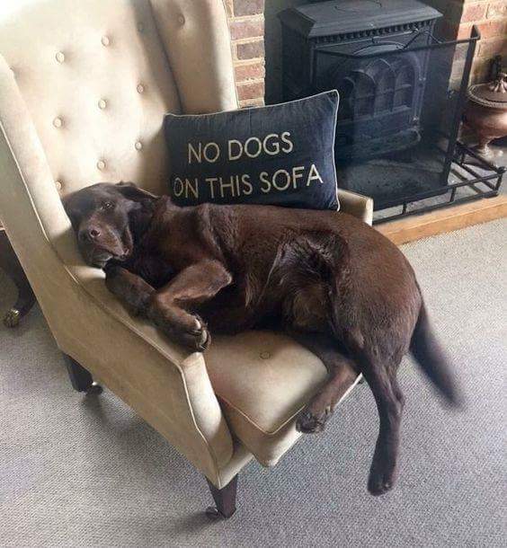 cute dog memes to cheer you up - No Dogs On This Sofa