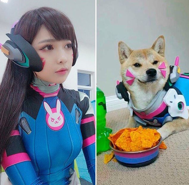 shiba overwatch cosplay