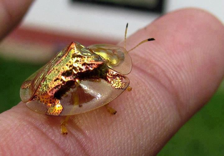 golden tortoise beetle