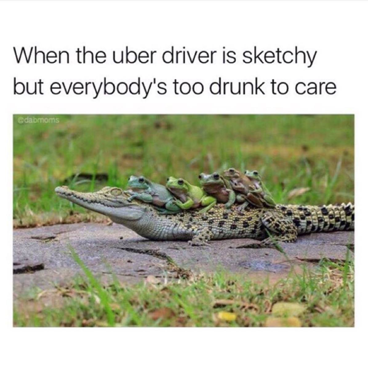 baby crocodile - When the uber driver is sketchy but everybody's too drunk to care Gdabroms