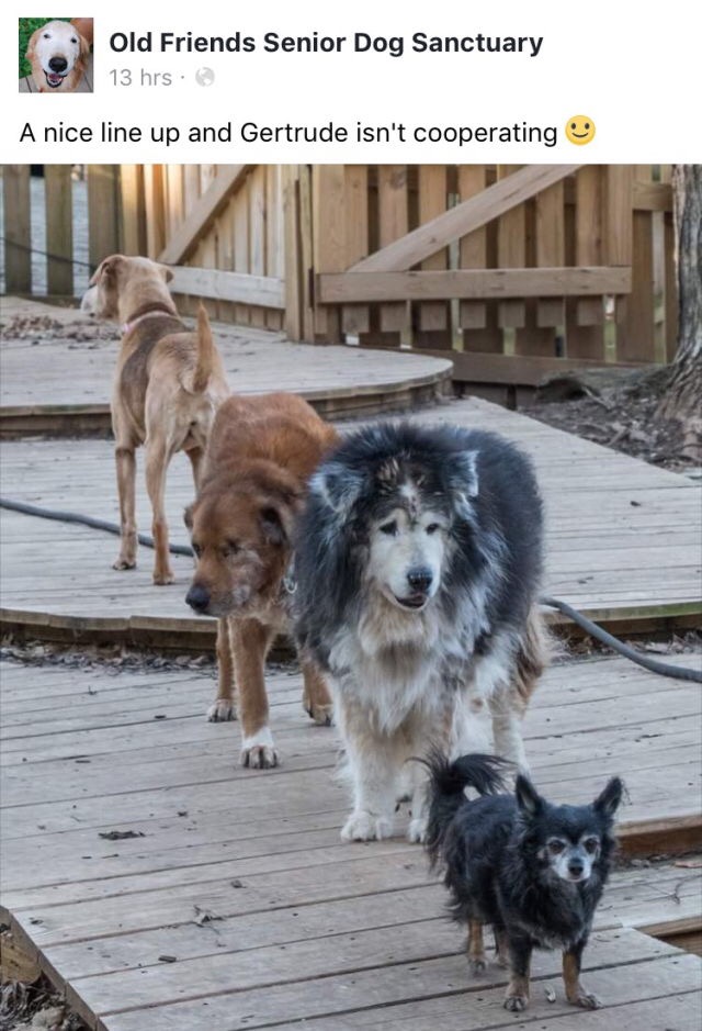 old friends senior dog sanctuary - Old Friends Senior Dog Sanctuary 13 hrs. A nice line up and Gertrude isn't cooperating