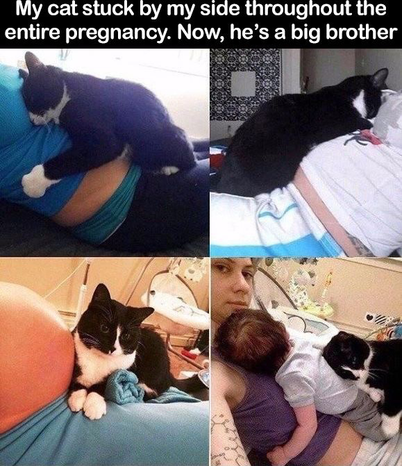 photo caption - My cat stuck by my side throughout the entire pregnancy. Now, he's a big brother