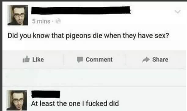 pigeons die after sex - 5 mins Did you know that pigeons die when they have sex? The Comment At least the one I fucked did