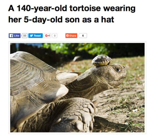 140 year old tortoise wearing her 5 day old son as a hat - A 140yearold tortoise wearing her 5dayold son as a hat