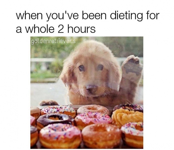 when you've been dieting for a whole 2 hours goldenretrievers