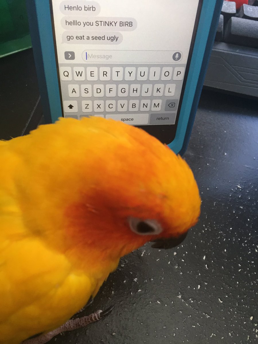 bird bullying - Henlo birb helllo you Stinky Birb go eat a seed ugly > Message QWERTrullop Asdfghjkl zx c v Bnm space return