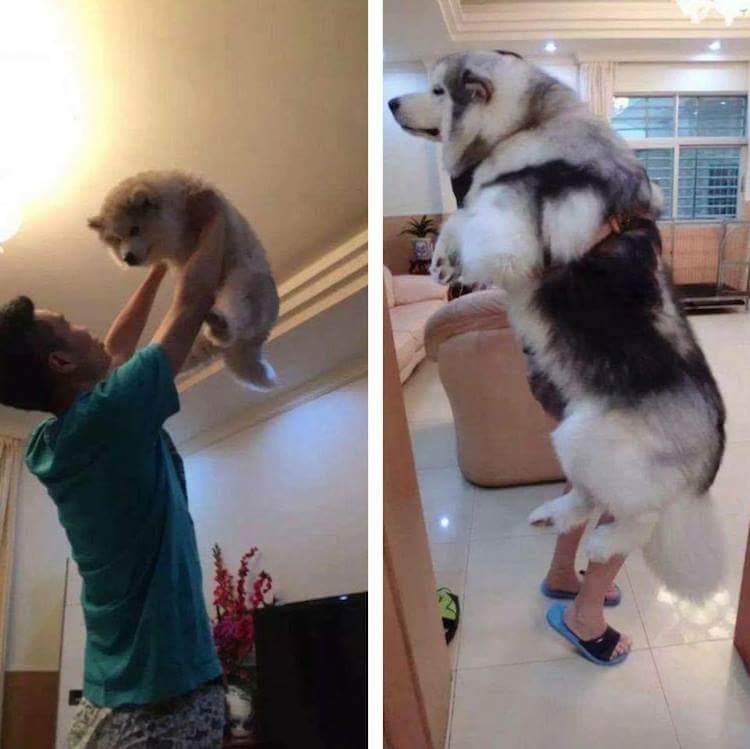 then and now pictures with pets