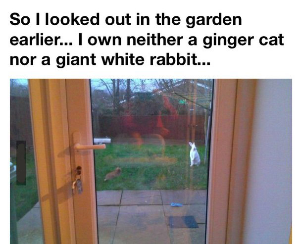 glass - So I looked out in the garden earlier... I own neither a ginger cat nor a giant white rabbit...