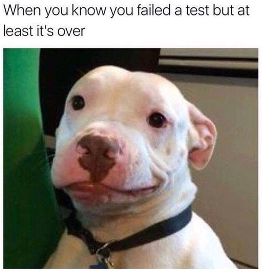 pitbull meme - When you know you failed a test but at least it's over
