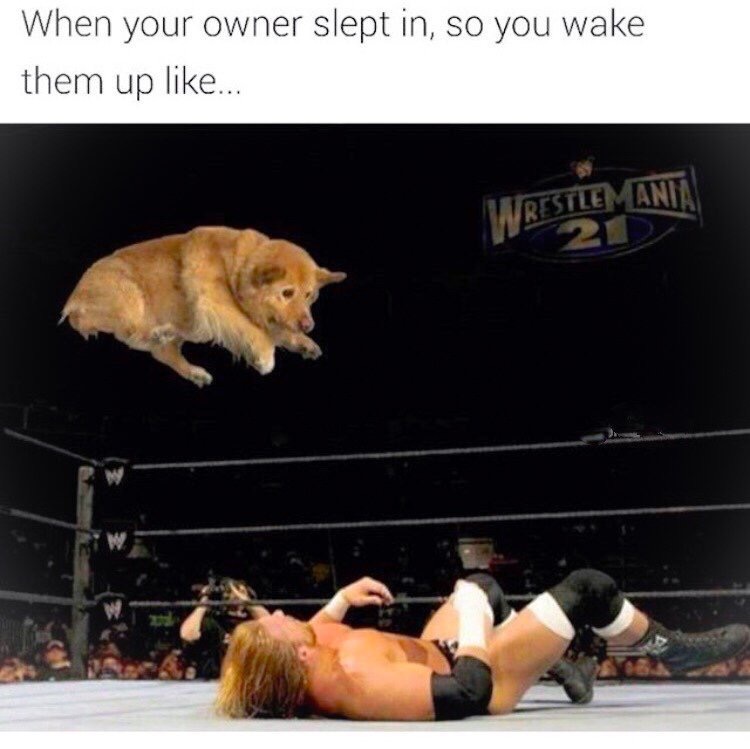 wrestling memes - When your owner slept in, so you wake them up ... Wrestlemanita.