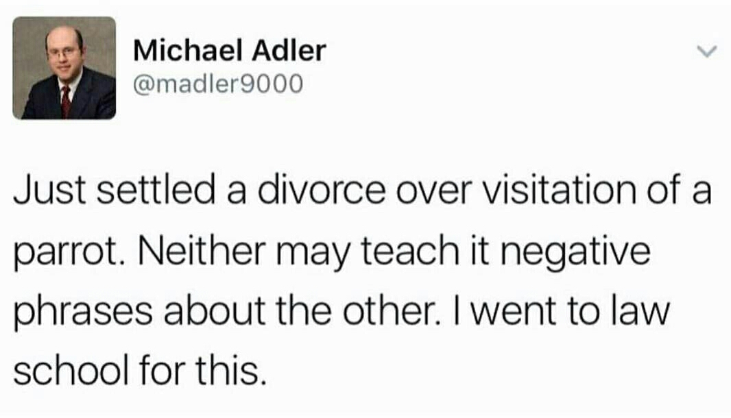 lawyer parrot tweet - Michael Adler 9000 Just settled a divorce over visitation of a parrot. Neither may teach it negative phrases about the other. I went to law school for this.