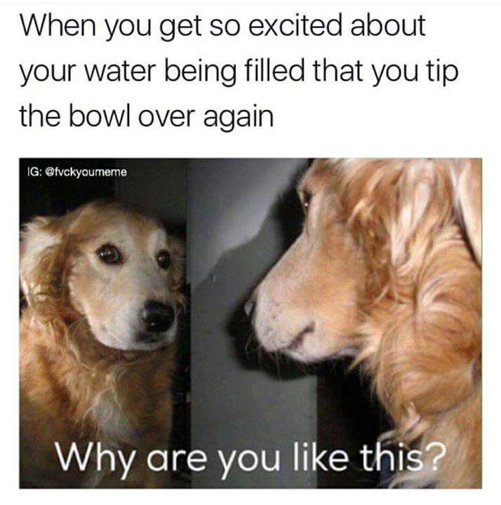 you like this meme dog - When you get so excited about your water being filled that you tip the bowl over again Ig Why are you this?