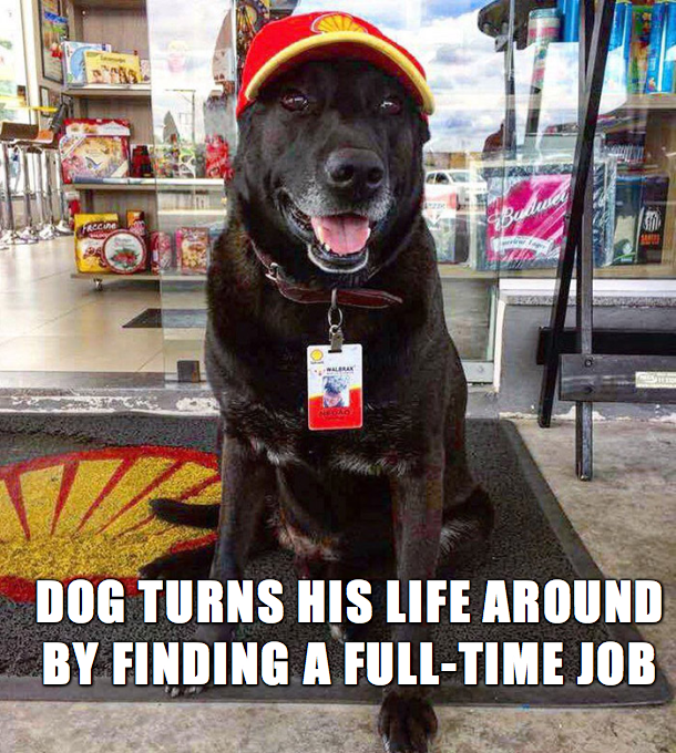 successful black man meme - S Dog Turns His Life Around By Finding A FullTime Job Us