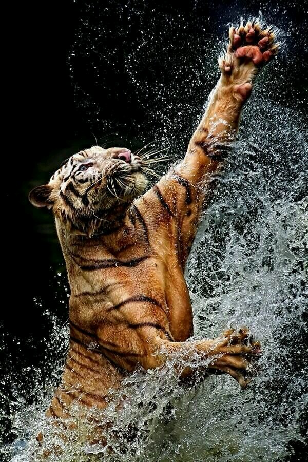 tiger in action