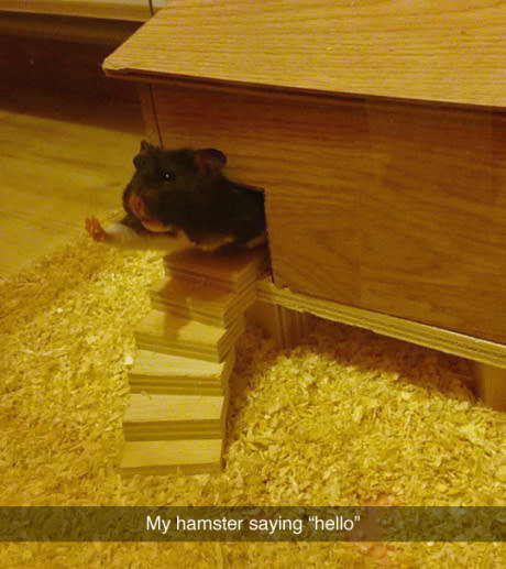 my hamster is saying hello - My hamster saying "hello"