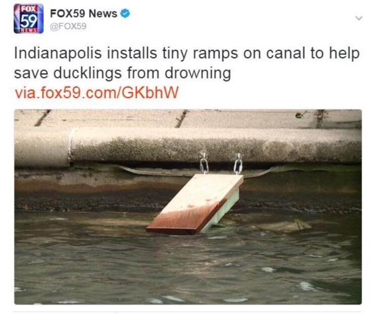 baby duck ramp - Fox FOX59 News Indianapolis installs tiny ramps on canal to help save ducklings from drowning via.fox59.comGKbhW