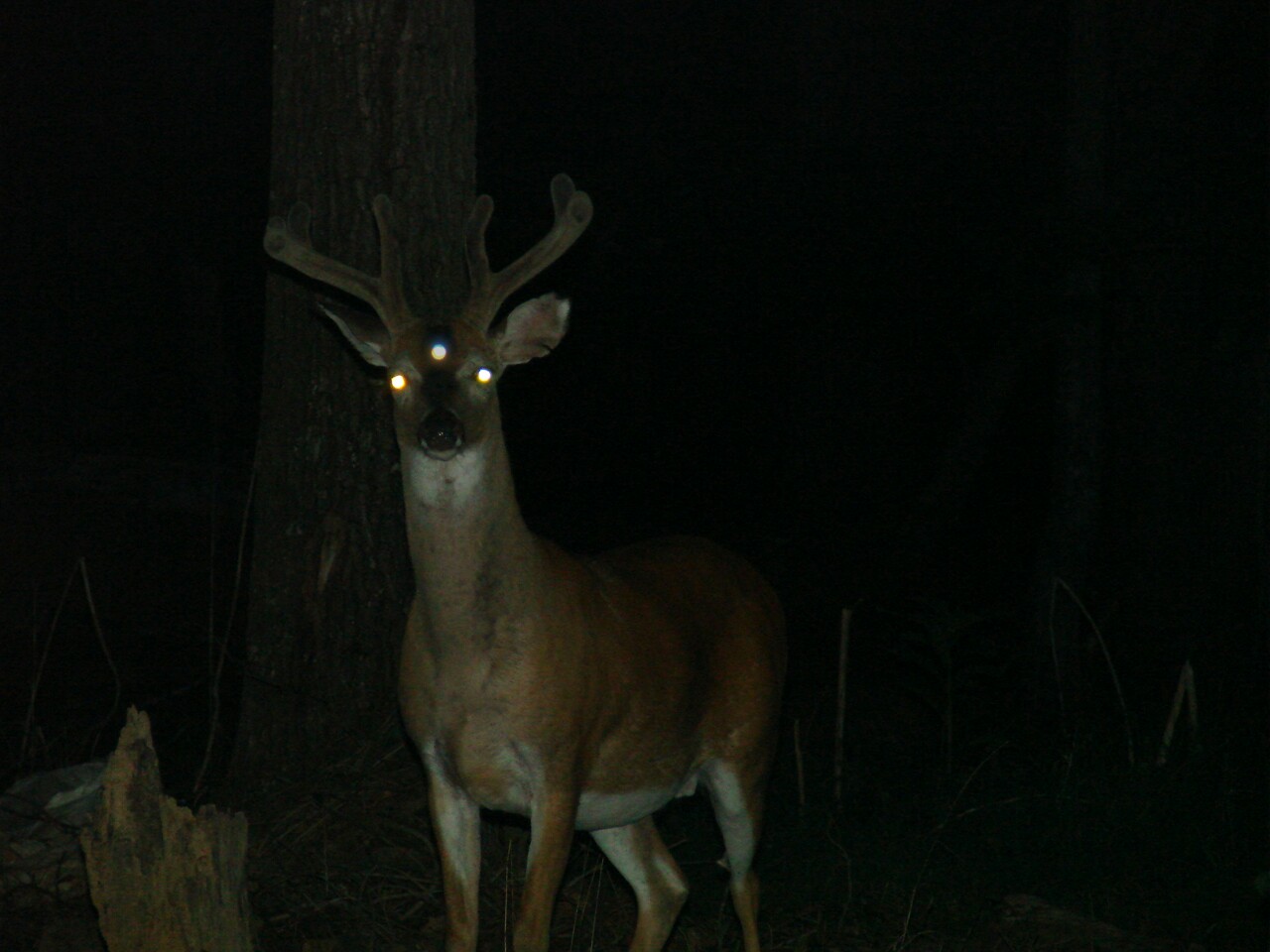 color are deer eyes at night