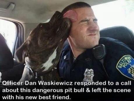 funny police dog - Officer Dan Waskiewicz responded to a call about this dangerous pit bull & left the scene with his new best friend.