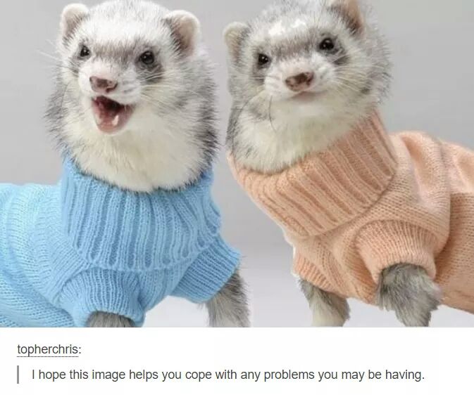 ferrets in sweaters - topherchris I hope this image helps you cope with any problems you may be having.