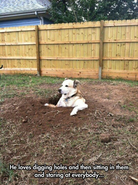 cool good i did good meme - He loves digging holes and then sitting in them and staring at everybody... >