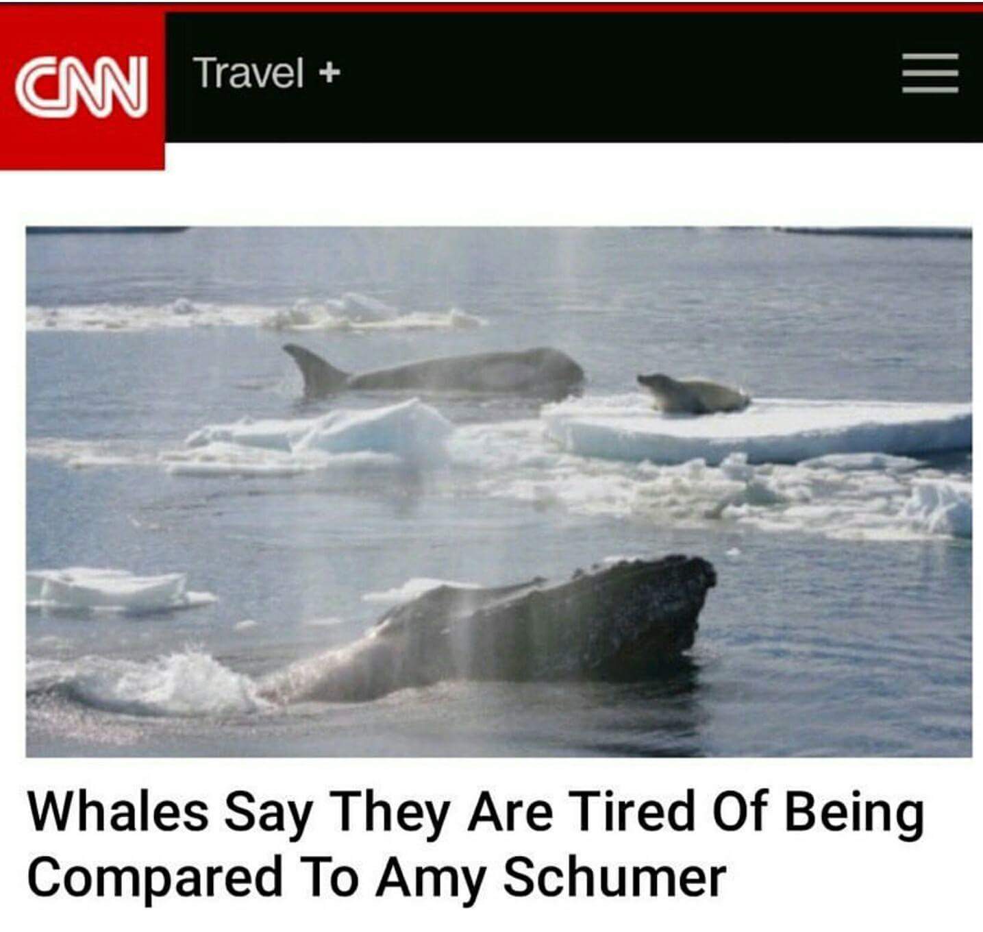 cool humpback whale killer whale - Cm Travel Whales Say They Are Tired Of Being Compared To Amy Schumer