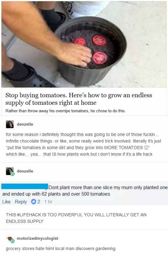 memes gardening - Stop buying tomatoes. Here's how to grow an endless supply of tomatoes right at home Rather than throw away his overripe tomatoes, he chose to do this, denzelle for some reason i definitely thought this was going to be one of those fucki