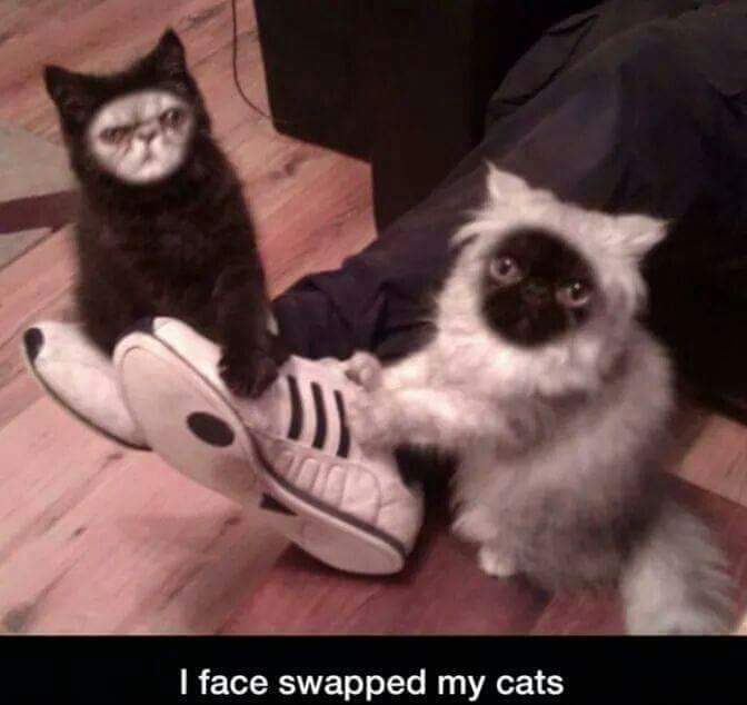 cat face swap - I face swapped my cats